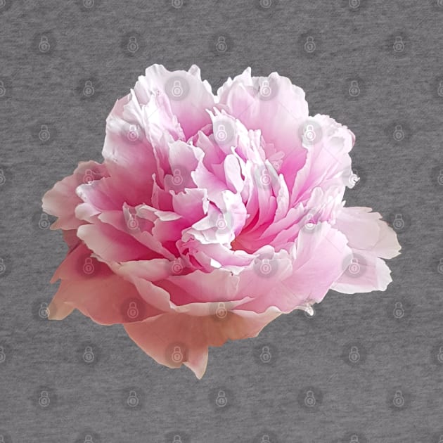 Pink Peony Flower Photo by ellenhenryart